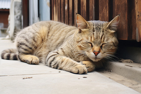 街道上一只可爱的小猫图片