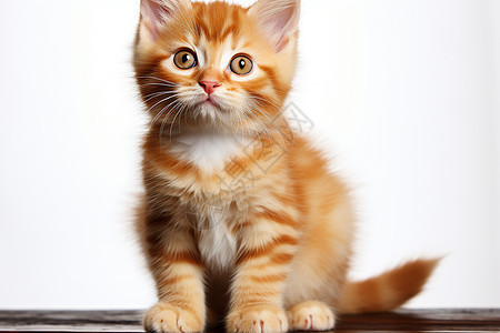 可爱小橘猫图片