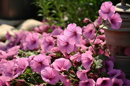 夏日粉色花朵图片
