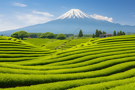 茶园中的自然风景图片