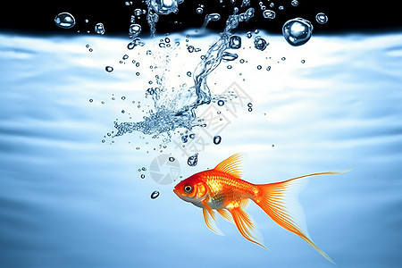 金鱼在水里游动图片