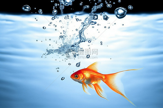 金鱼在水里游动图片