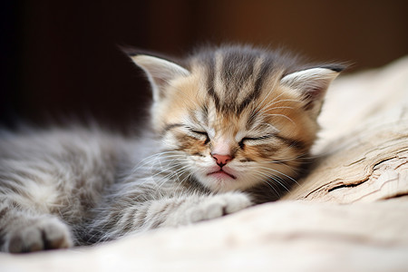 瞌睡中的可爱小猫图片