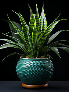 蓝色花瓶搭配的绿色植物图片