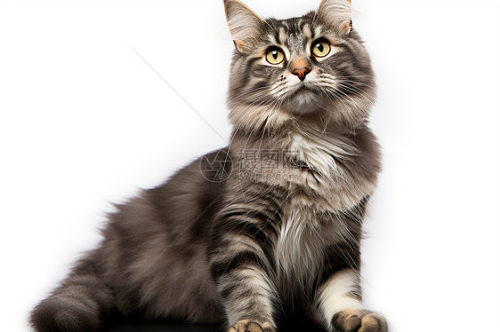 一只灰色可爱猫咪图片
