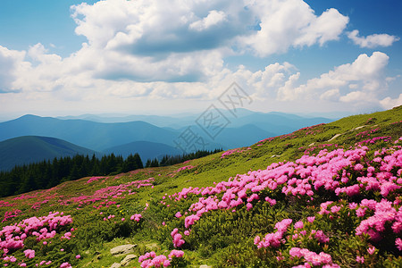 山花盛开的山顶图片