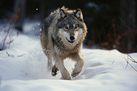 森林雪地里的狼图片