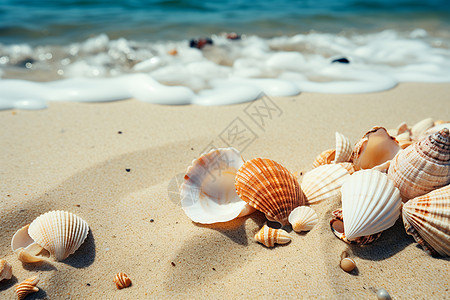 美丽的沙滩贝壳背景图片