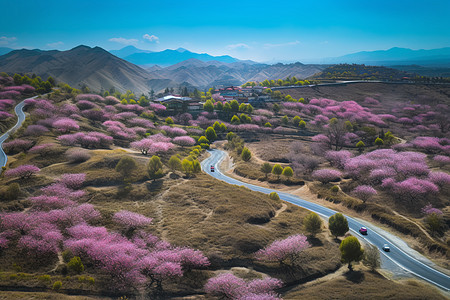 穿过粉色花海的建筑图片