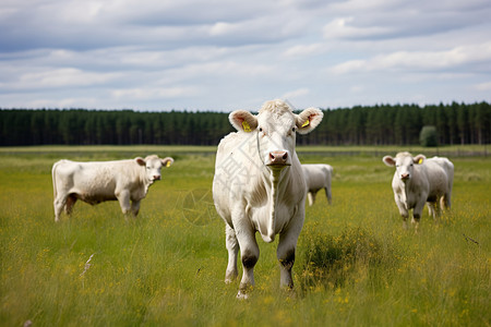 草原上可爱的牛群图片