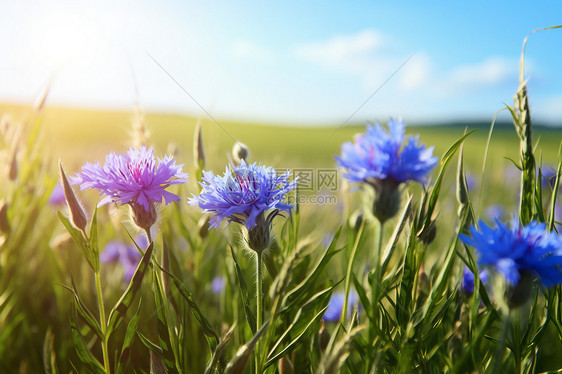 草丛中的鲜花与阳光图片
