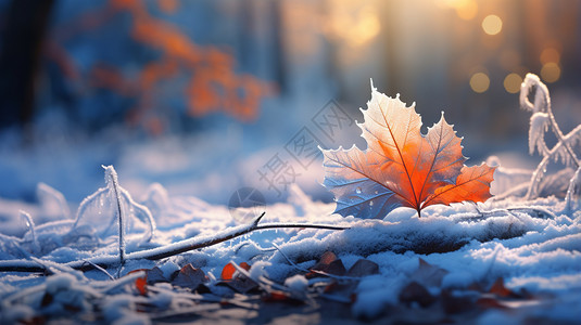 霜降的景色冬天的叶子高清图片