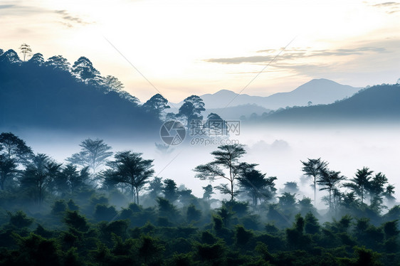 林中山脉迷雾图片