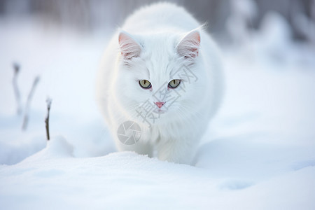 白色小猫的照片图片