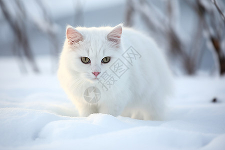 小猫在雪地里玩耍图片