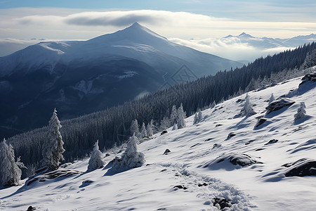 冬日山脉中的冰雪和树木图片