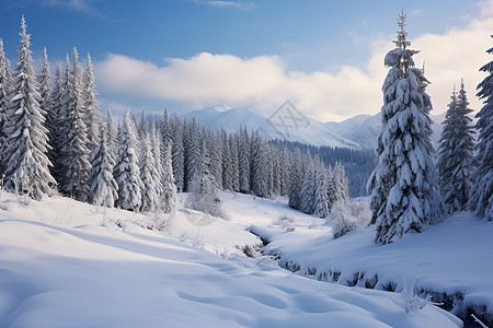 冬日雪景的美丽景色图片