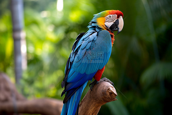 热带森林中的鹦鹉图片