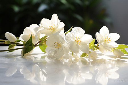 一束白花的花朵图片