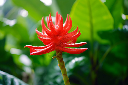 花园中盛开的花朵图片