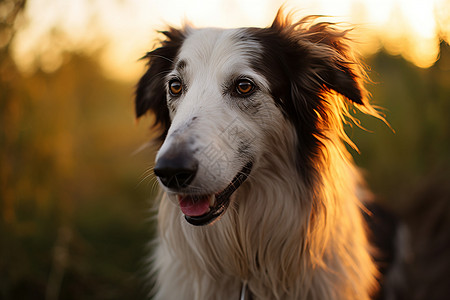 夕阳下的猎狼犬图片