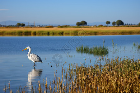 安静的湖水上一只白鸟独自站在水中图片