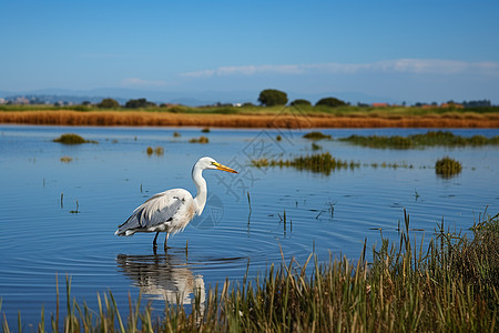 盐田的美丽蓝天一只白色鸟站在水边湿地图片