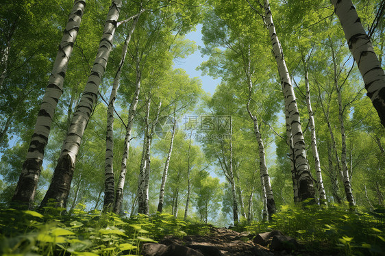 森林仙境图片