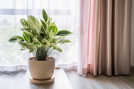 室内的花盆植物图片