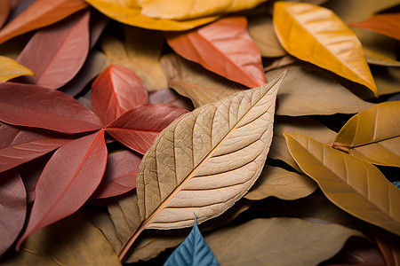 深秋的落叶背景图片