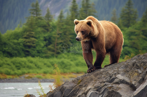 一只棕熊站在岩石上图片