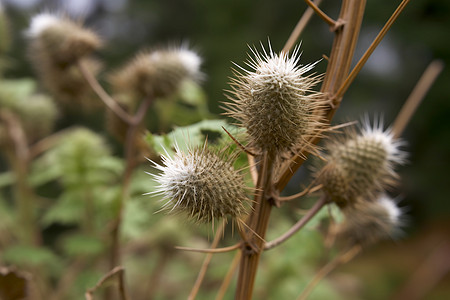 野生植物野草丛生中背景