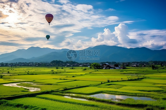 稻田上的热气球图片