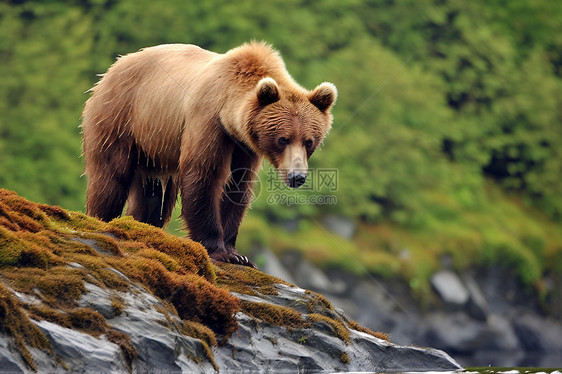 捕猎的棕熊图片