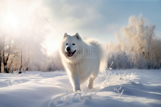 冰雪玩耍的萨摩耶图片