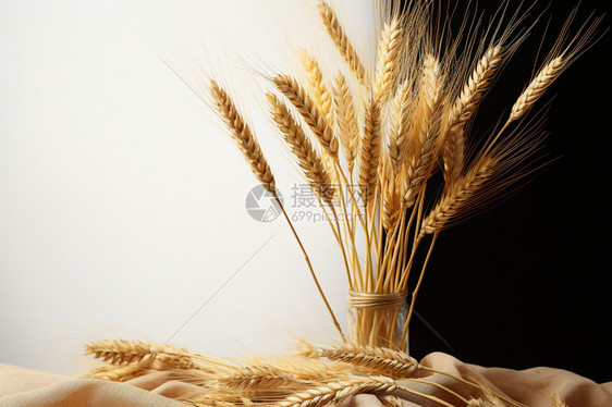 成熟的小麦粮食图片