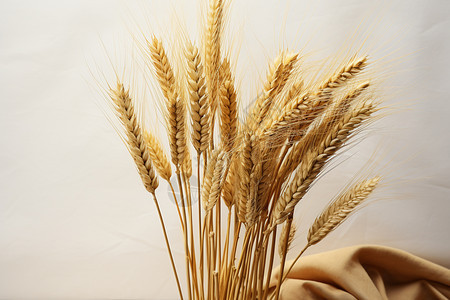 成熟的粮食小麦图片