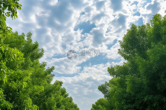 绿树和白云图片