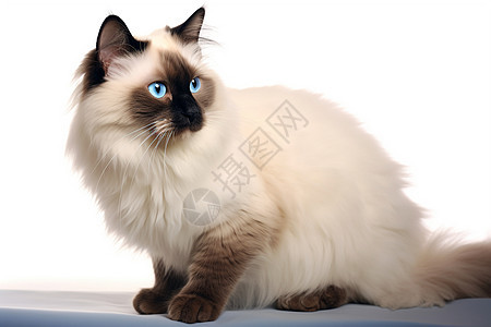 美丽的蓝眼白猫图片