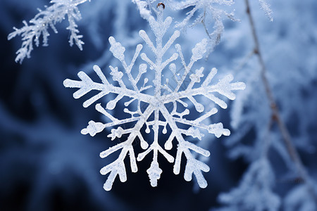 挂在树上的雪花图片