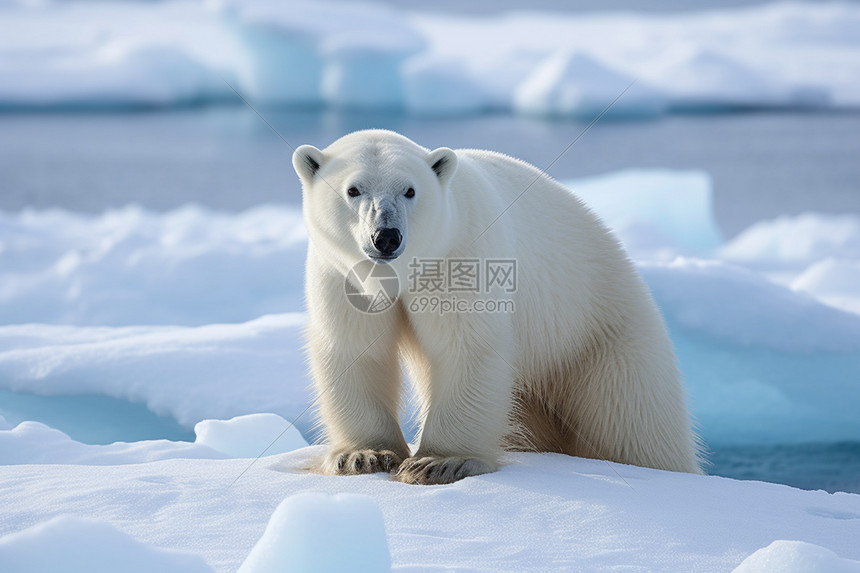 上岸的北极熊图片