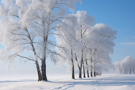 风雪中的白桦林图片