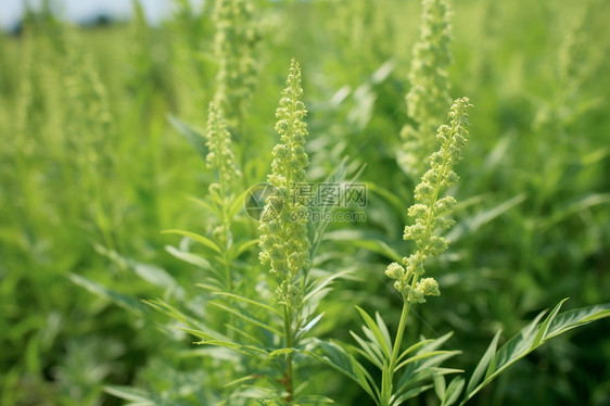 花园里的植物图片