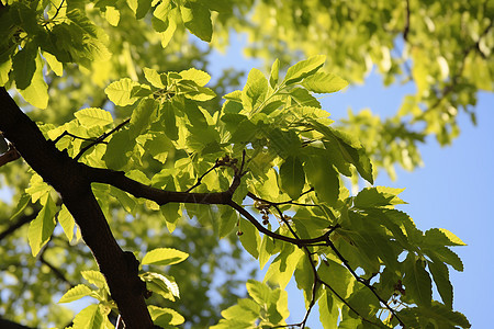 阳光下的绿色树叶背景图片