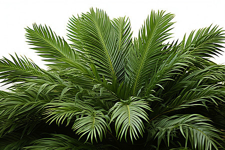 绿色棕榈树背景图片