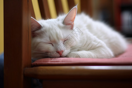 慵懒的宠物猫咪背景图片