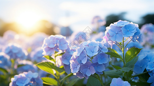 鲜花的世界背景图片