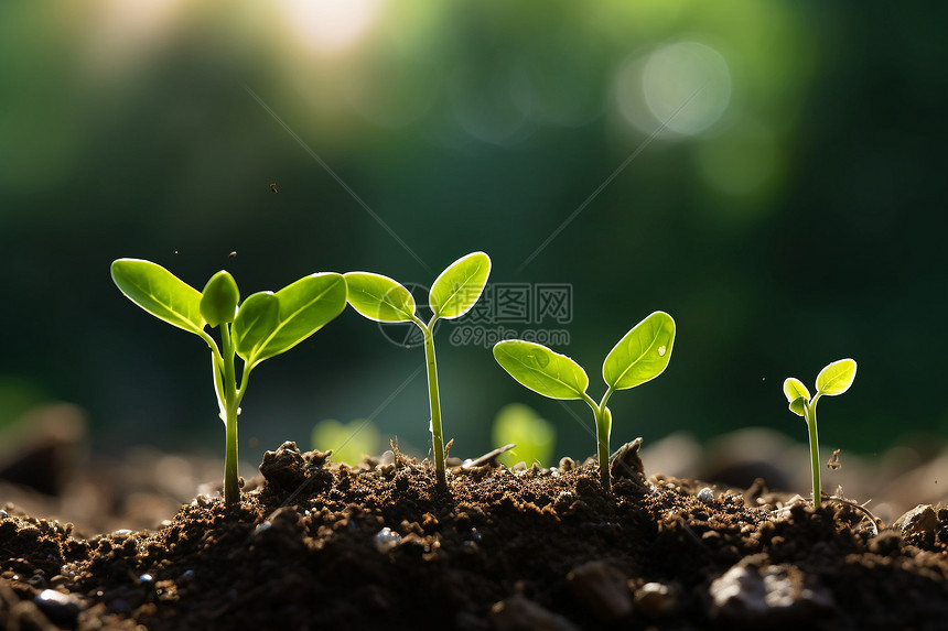 土壤中生长的小树苗图片