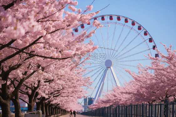 站在摩天轮上看樱花图片