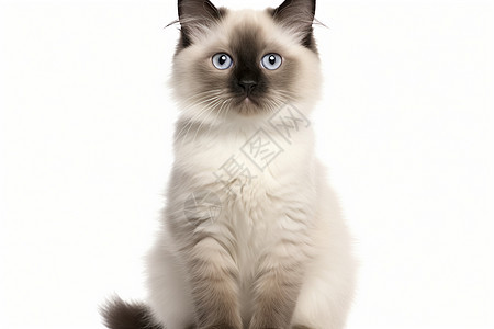 蓝眼睛的布偶猫图片